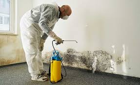 Best Mold Odor Removal Services in Turlock, CA